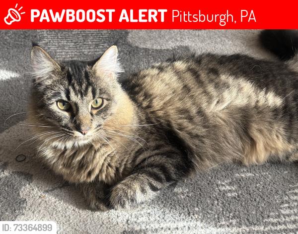 Lost Male Cat last seen Pearl st. at Friendship Ave., Pittsburgh, PA 15224