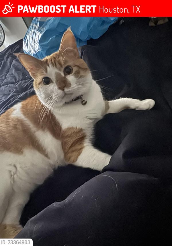 Lost Male Cat last seen Near el Mundo st, Houston, TX 77054