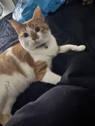 Lost Male Cat last seen Near el Mundo st, Houston, TX 77054