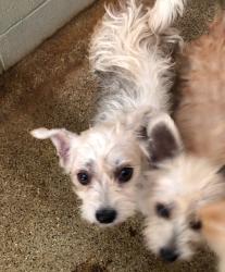 Reunited Female Dog last seen Avocado & LaCasita, Yorba Linda, CA 92886