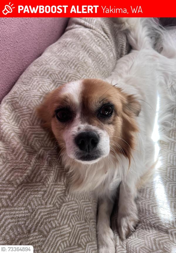 Lost Male Dog last seen Beach street, Yakima, WA 98901