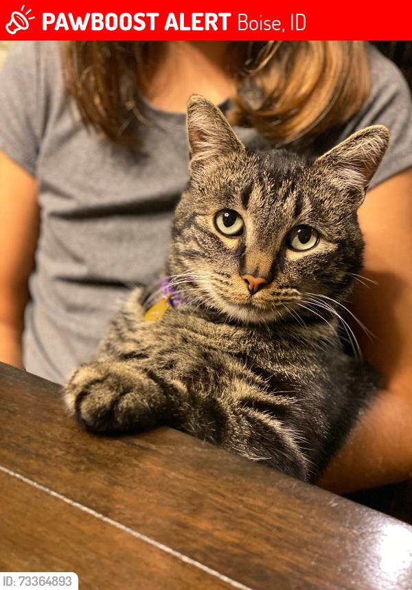 Lost Male Cat last seen Winsome and Bogus Basin, Boise, ID 83702