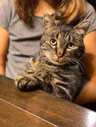 Lost Male Cat last seen Winsome and Bogus Basin, Boise, ID 83702