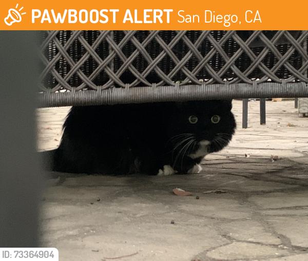 Found/Stray Unknown Cat last seen Near World Trade Dr, San Diego, CA 92128