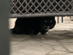 Found/Stray Unknown Cat last seen Near World Trade Dr, San Diego, CA 92128