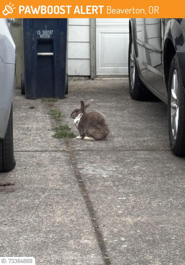 Found/Stray Unknown Rabbit last seen 156th and Farmington, Beaverton, OR 97007