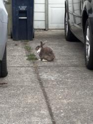 Found/Stray Unknown Rabbit last seen 156th and Farmington, Beaverton, OR 97007
