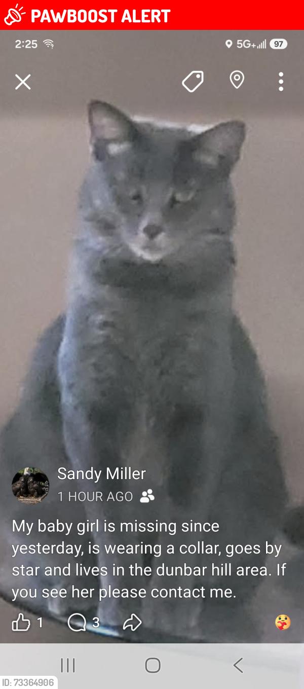 Lost Female Cat last seen County roads, Greencastle Township, IN 46135