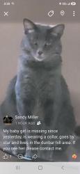 Lost Female Cat last seen County roads, Greencastle Township, IN 46135