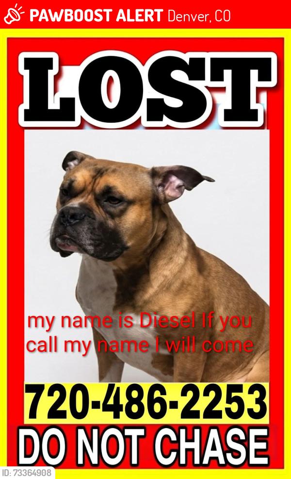 Lost Male Dog last seen Federal and 103rd avenue, Denver, CO 80260