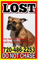 Lost Male Dog last seen Federal and 103rd avenue, Denver, CO 80260