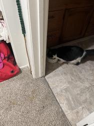 Reunited Male Cat last seen L st, Chula Vista, CA 91911