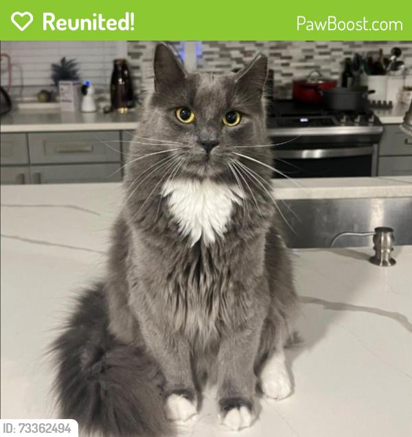 Reunited Male Cat last seen Hargrave St, Philadelphia, PA 19152