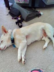 Lost Male Dog last seen San Jacinto & Fairmont, Amarillo, TX 79106