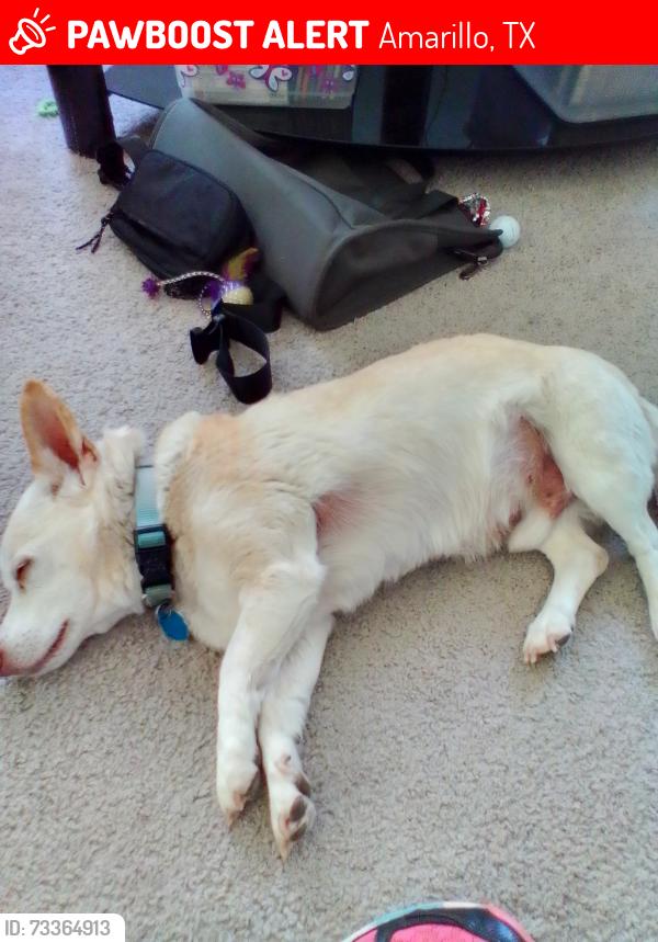 Lost Male Dog last seen San Jacinto & Fairmont, Amarillo, TX 79106
