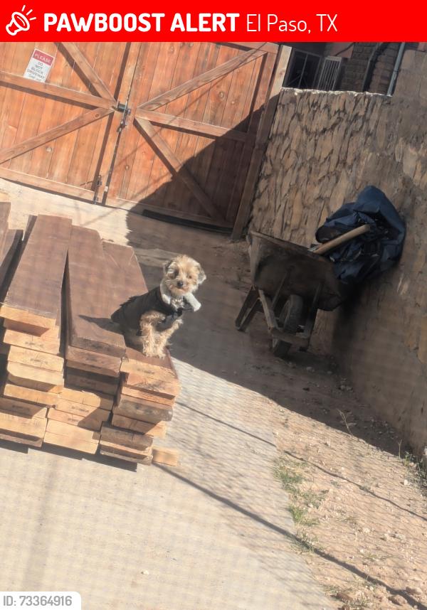 Lost Female Dog last seen Cliff, El Paso, TX 79902