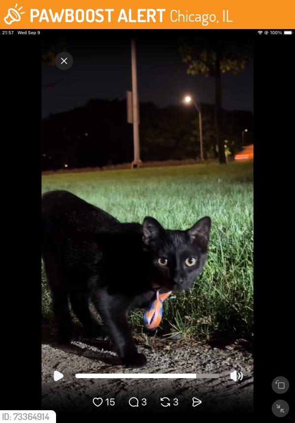 Found/Stray Unknown Cat last seen Was seen by LSD and reported to have crossed closer to residential area, Chicago, IL 60640