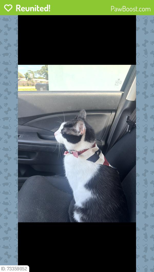 Reunited Male Cat last seen Near Special Olympics Dr Chicago Illinois, Chicago, IL 60602