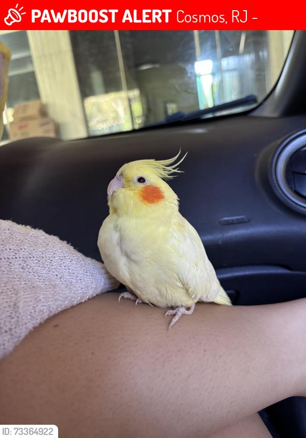 Lost Male Bird last seen Rua projetada a, 118, Cosmos, RJ 23066-470
