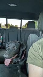 Reunited Male Dog last seen Jimmy Camp and Ohio Ave, Fountain, CO 80817