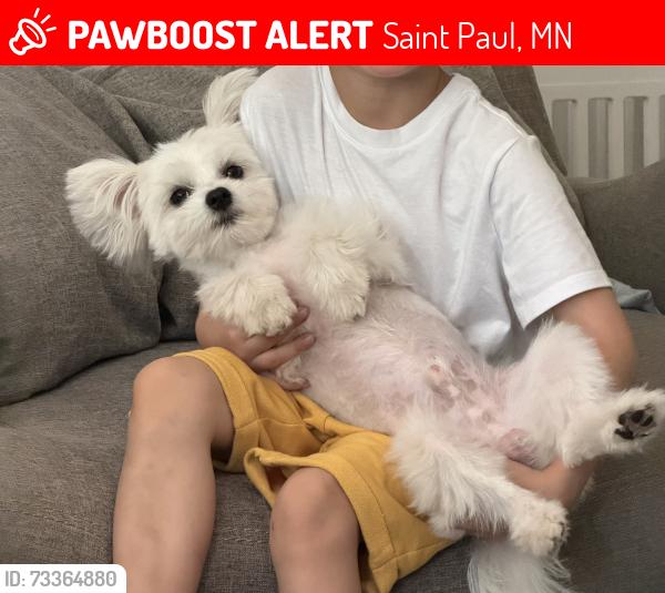 Lost Male Dog last seen Between White Bear and Upper Afton and White Bear and Suburban, Saint Paul, MN 55106