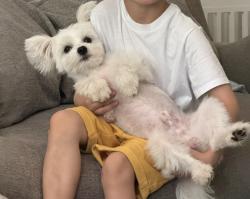 Lost Male Dog last seen Between White Bear and Upper Afton and White Bear and Suburban, Saint Paul, MN 55106
