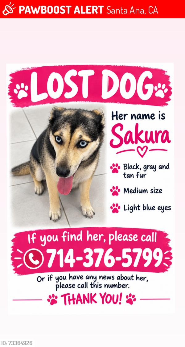 Lost Female Dog last seen Rene dr and Warner, Santa Ana, CA 92704