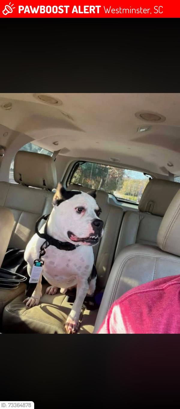 Lost Male Dog last seen Foxwood Hills, Westminster, SC 29693