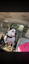Lost Male Dog last seen Foxwood Hills, Westminster, SC 29693