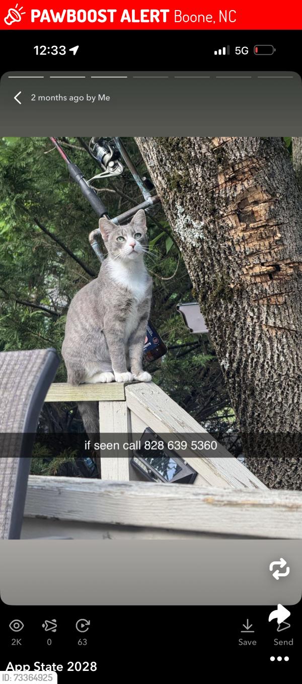 Lost Male Cat last seen Oak st and clemet st, Boone, NC 28607