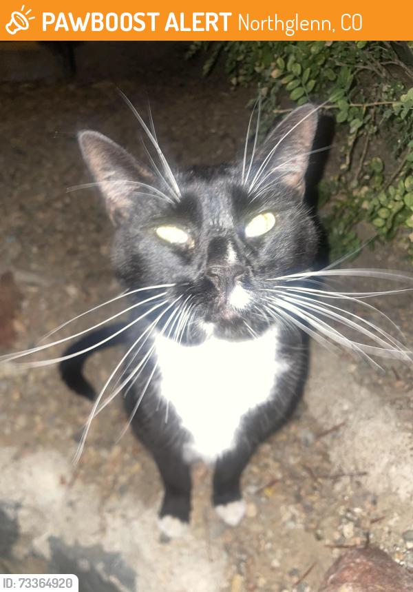 Found/Stray Unknown Cat last seen Community center drive in the northglenn villas, Northglenn, CO 80233