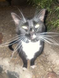 Found/Stray Unknown Cat last seen Community center drive in the northglenn villas, Northglenn, CO 80233