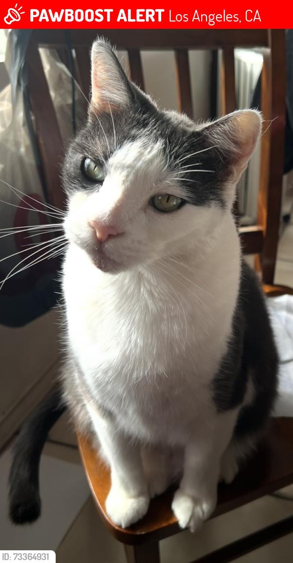 Lost Male Cat last seen Swinton Ave, Los Angeles, CA 91344