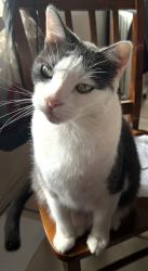 Lost Male Cat last seen Swinton Ave, Los Angeles, CA 91344