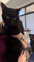 Found/Stray Unknown Cat last seen Charteroak Drive Kugler Mill New England Court, Cincinnati, OH 45236