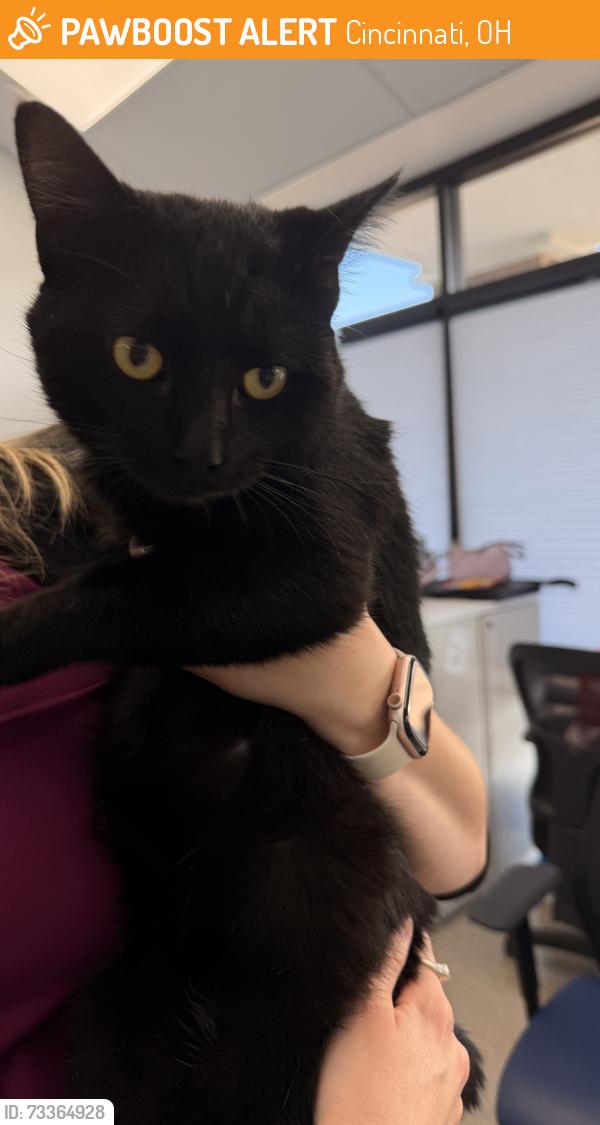 Found/Stray Unknown Cat last seen Charteroak Drive Kugler Mill New England Court, Cincinnati, OH 45236