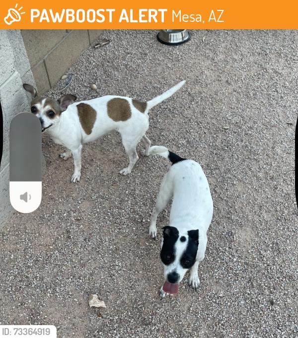 Found/Stray Female Dog last seen Lindsey & McKellips, Mesa, AZ 85213
