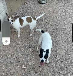 Found/Stray Female Dog last seen Lindsey & McKellips, Mesa, AZ 85213