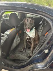 Lost Female Dog last seen Logan Martin Dam Road, Logan Martin Dam Rd, AL 35054