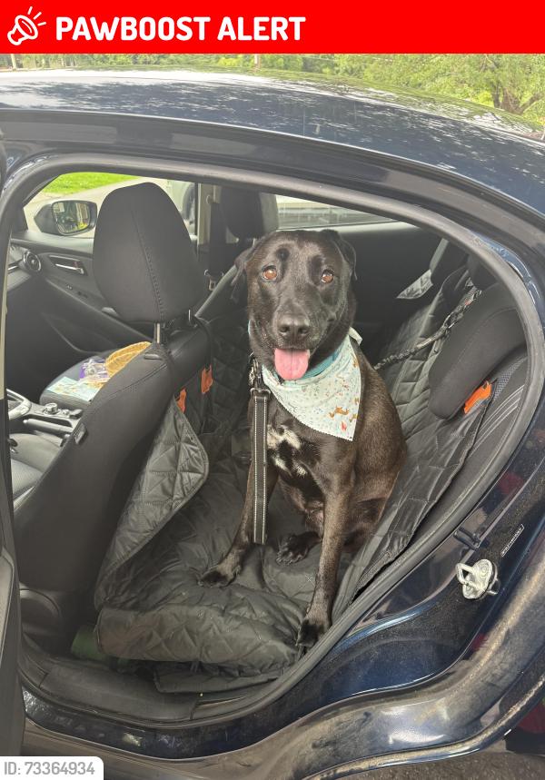 Lost Female Dog last seen Logan Martin Dam Road, Logan Martin Dam Rd, AL 35054