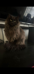Lost Male Cat last seen 15th street west and Avenue I near the monte vista school, Lancaster, CA 93534