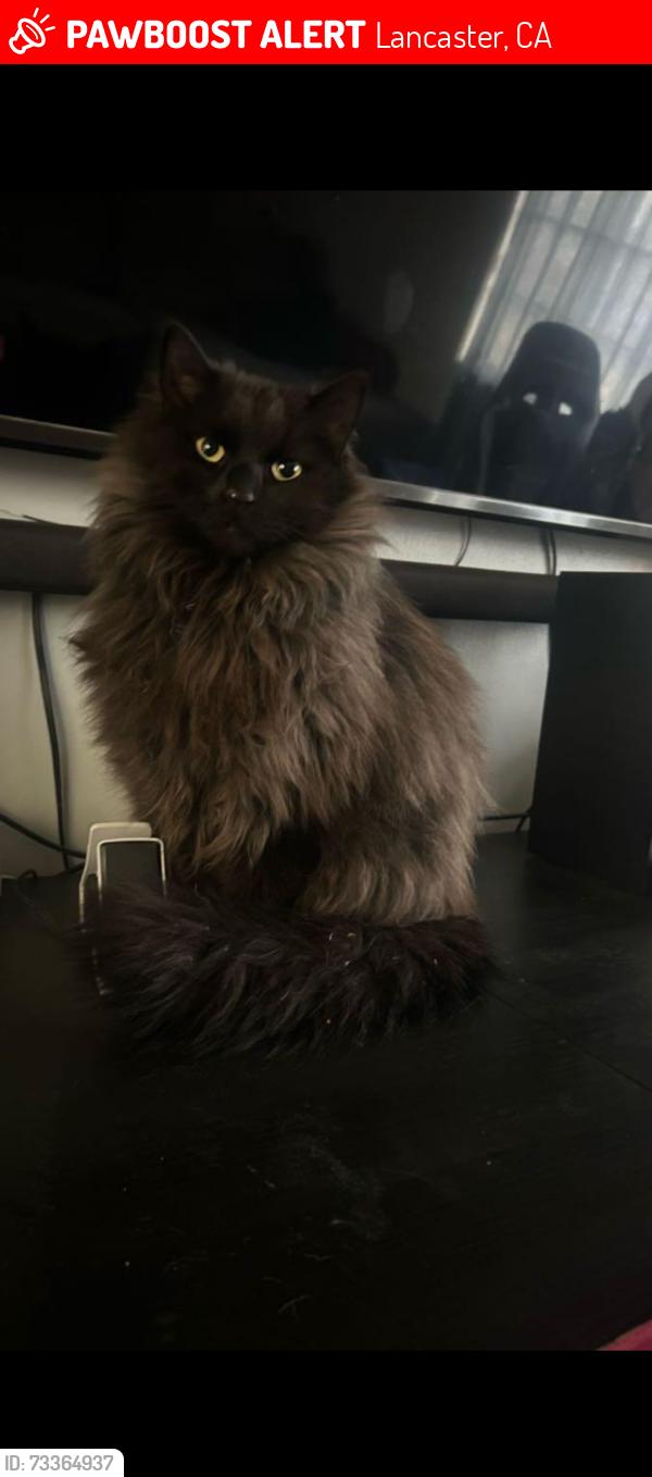 Lost Male Cat last seen 15th street west and Avenue I near the monte vista school, Lancaster, CA 93534