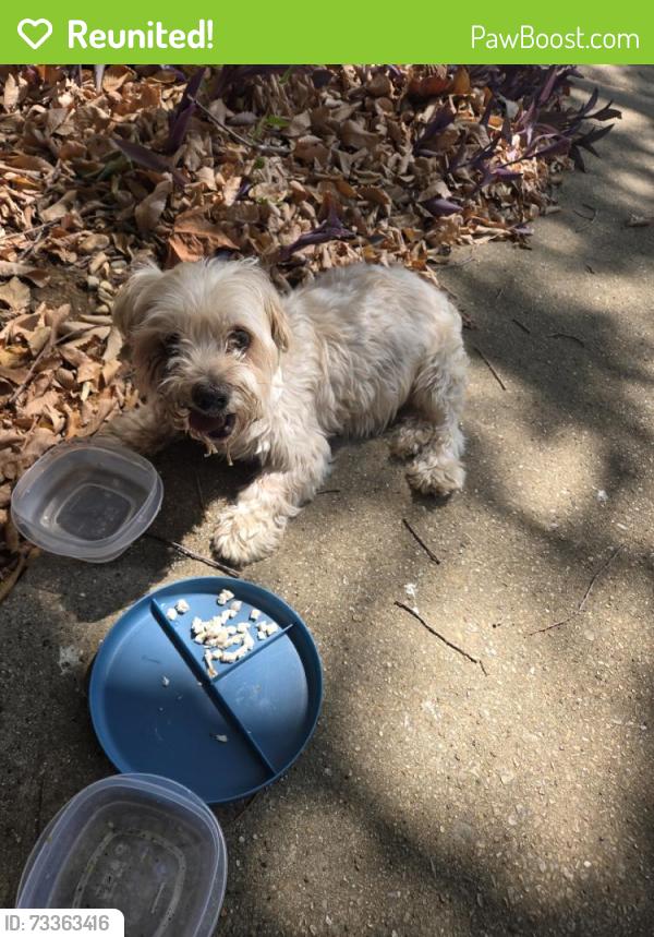 Reunited Male Dog last seen Baladeer, Corinth, TX 76210