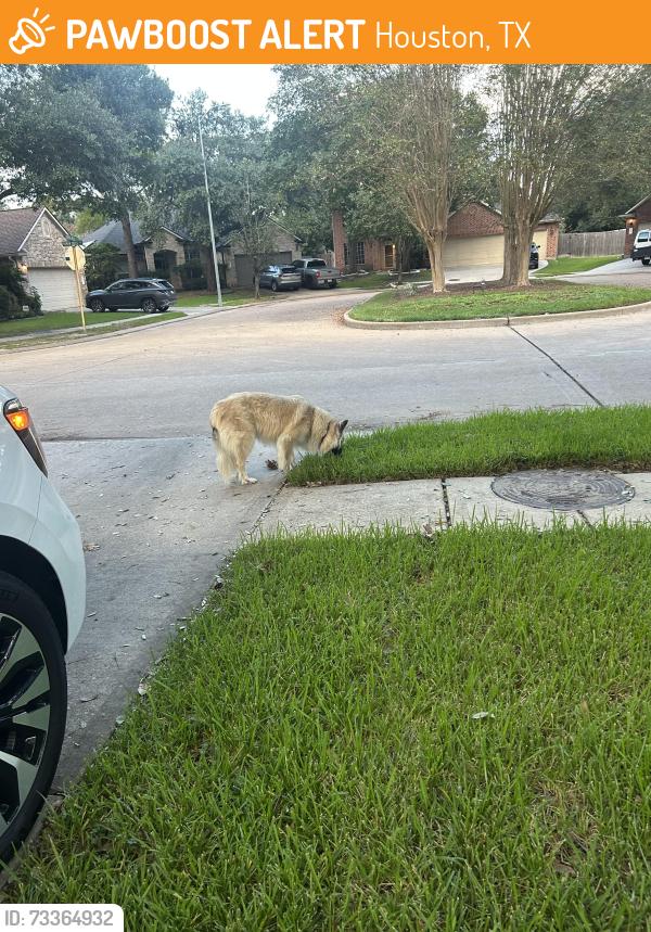 Found/Stray Unknown Dog last seen Mandolin Village Neighborhood, Houston, TX 77070