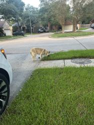 Found/Stray Unknown Dog last seen Mandolin Village Neighborhood, Houston, TX 77070