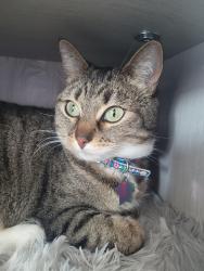 Lost Female Cat last seen Glendora Center, Sams Club, San Dimas, CA 91773