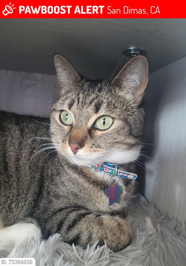 Lost Female Cat last seen Glendora Center, Sams Club, San Dimas, CA 91773