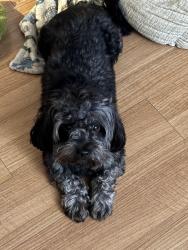 Lost Male Dog last seen Seventh Street and Atlantic Street Southeast, Washington, DC 20032