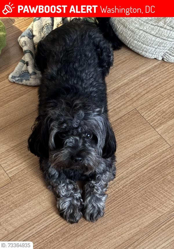 Lost Male Dog last seen Seventh Street and Atlantic Street Southeast, Washington, DC 20032