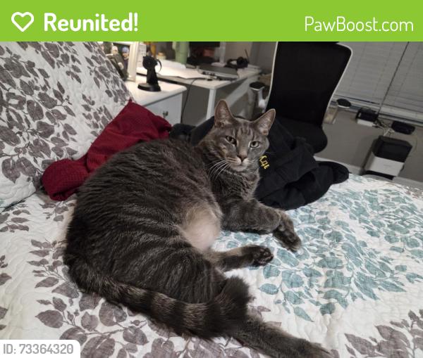 Reunited Male Cat last seen Aston Gardens independent living, Sun City Center, FL 33573
